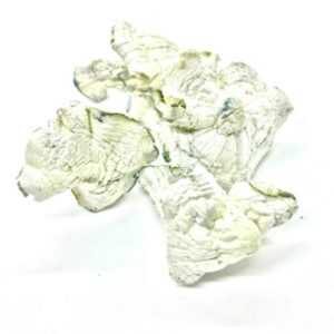 Albino Avery Magic Mushrooms