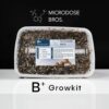 B Magic Mushroom Grow Kit