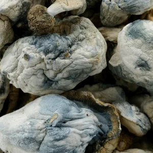 Dragon Balls Magic Mushrooms (Premium)