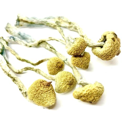 Daddy-Long-Legs-scaled-465x465-1.jpg Daddy Long Legs Mushrooms