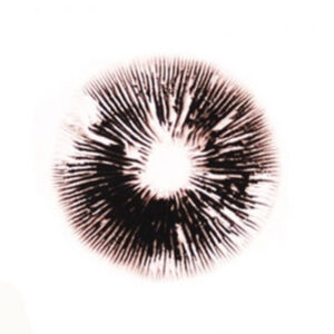 Magic Mushroom Ecuadorian Sporeprint