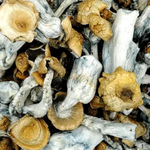 Hillbilly Gold Magic Mushrooms (Premium)