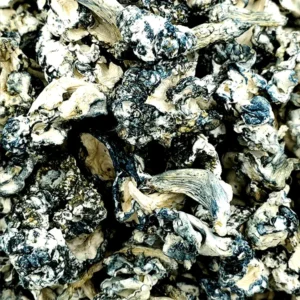 Mad Hatter Magic Mushrooms | Very Intense (PREMIUM)