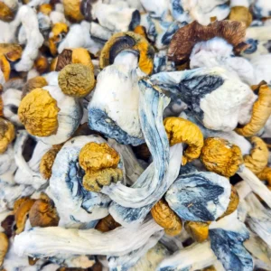 Jedi Mind Fuck Magic Mushrooms (Premium)