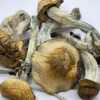 Malabar Magic Mushrooms