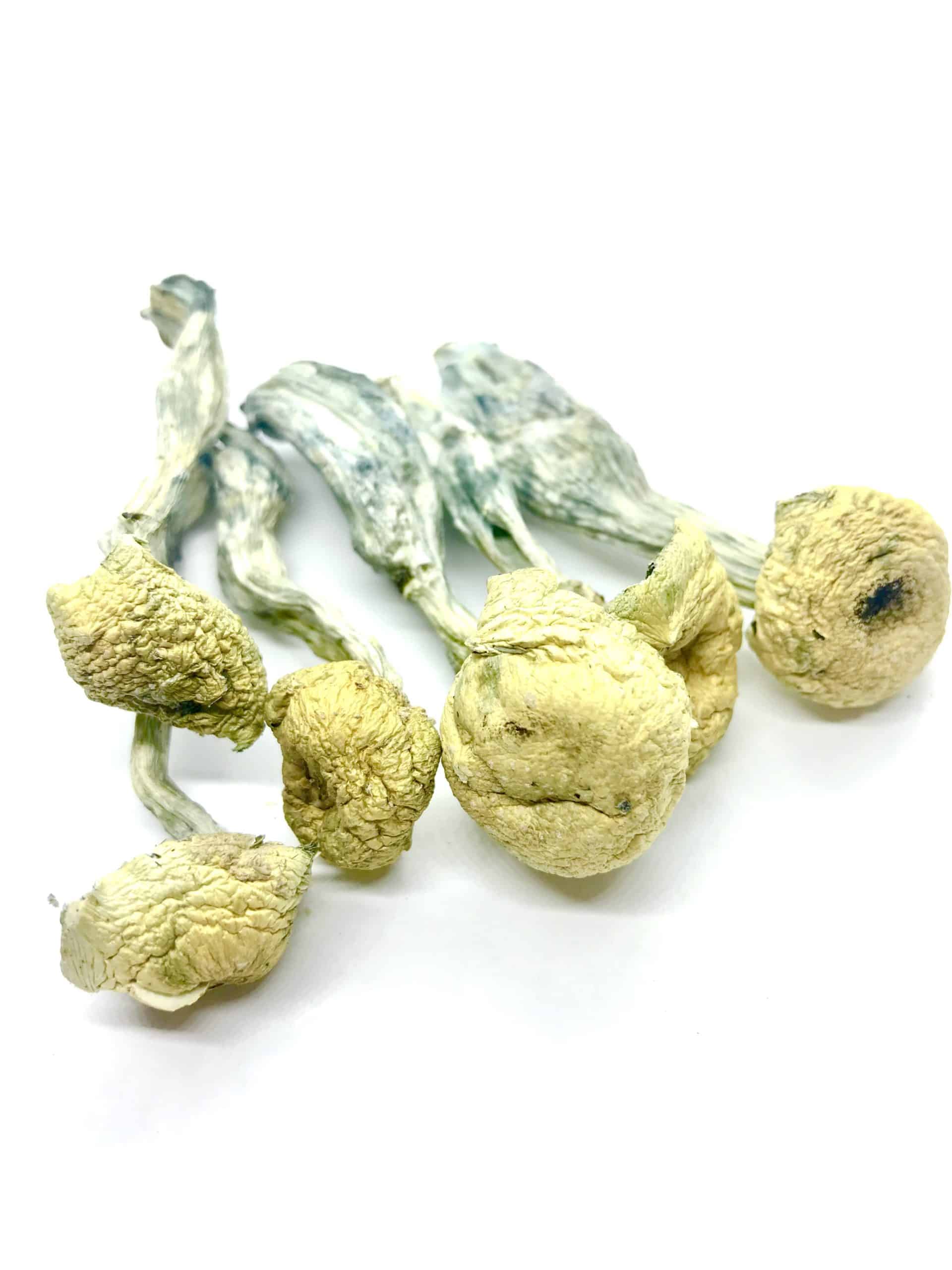 Mazatapec-scaled-1.jpg Psilocybe Mazatapec Magic Mushrooms