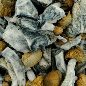 Penis Envy Chubs Magic Mushrooms (Premium)