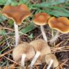 Psilocybe Cyanescens Mushroom Spores