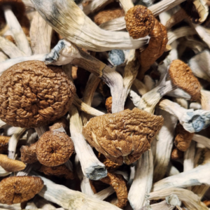 Purple Mystic Magic Mushrooms