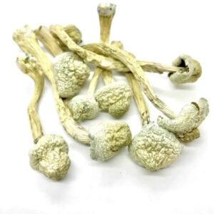 Rusty White Magic Mushrooms