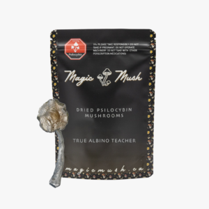 Albino Teacher Dried Magic Mushrooms 