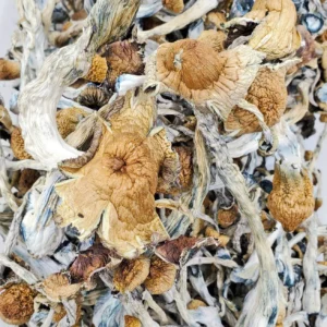 Z Strain Magic Mushrooms