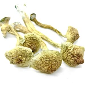 African Transkei Cubensis mushrooms
