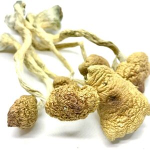 Blue Meanie mushroom