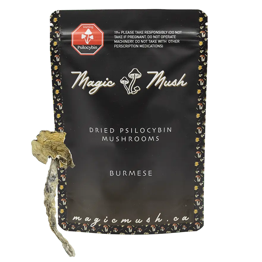 burmese-min-with-shroom.webp DomeMelter Magic Mushies Vegan Gummies