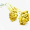 Psilocybe Cambodian Gold Mushroom