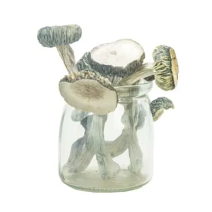 White Rabbit | Magic Mushrooms