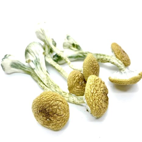 z-strain-1-scaled-465x465-1.jpg Z-Strain magic mushroom